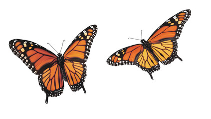 Butterfly fluttering wings on transparent PNG