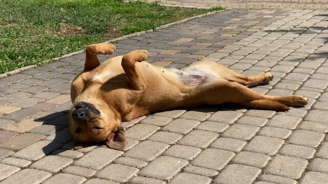 A light brown dog is captured mid-roll, lying on its back with paws curled up, on a paved path next to a patch of green grass, enjoying the warmth of a sunny day outdoors.