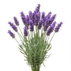Fototapeta premium Lavender flowers isolated on white background for aromatherapy and decoration uses.
