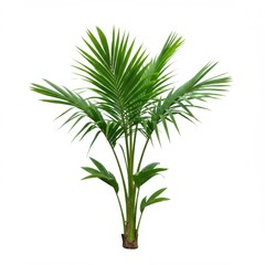 Obraz premium Green palm tree isolated on white background for decoration and design use cases.