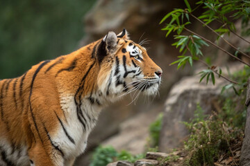 Fototapeta premium tiger in the wild, Close-Up of a Tiger's Face with Fierce Eyes, Malayan tiger laying in the forest, showcasing its beautiful orange fur and black stripes