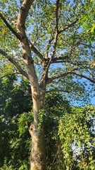 green trees in the forest