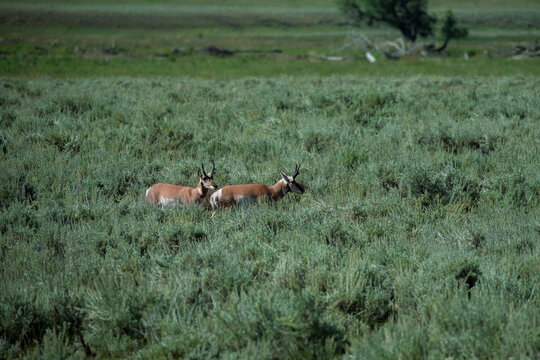 deer in the grass - Powered by Adobe