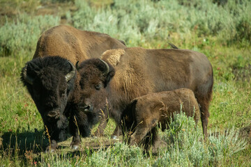 buffalo in the grass