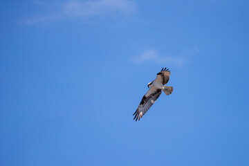 a osprey flying in the sky