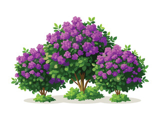  purple flowering shrubs isolated on white background
