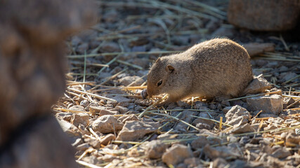 Ground squirrel in the forest