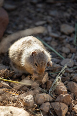 Ground squirrel in the forest