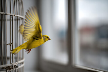 Canary escaping cage, flying toward open window
