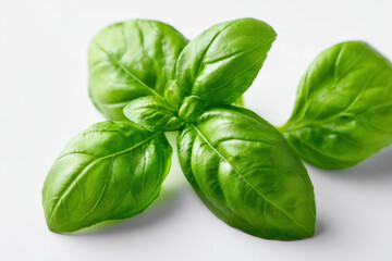 Fototapeta premium Basil Leaves Isolated on White Backgrounds