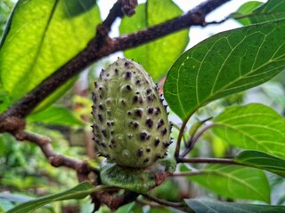 Purple datura fruit on the tree. The fruit of the purple datura is a spiny capsule, also known as a...