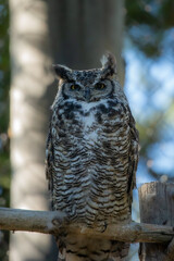 Great horned owl