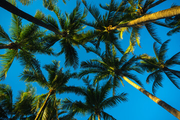 Obraz premium Tropical background. Green tropical palm texture. Palms leaf pattern. Nature tropical background. Summer background. Palm tree on blue sky. Tropical paradise. Exotic palm background.