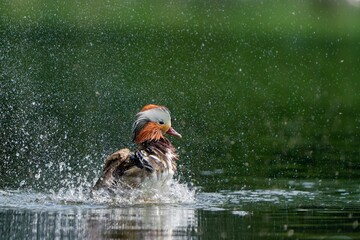 A male mandarin duck flaps its wings in the water, the water splashes. Aix galericulata. Waterbird in the nature habitat. Wildlife scene from nature.