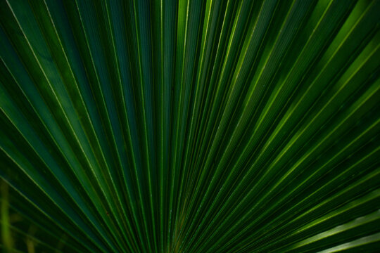 Palm leaves background. Green leaves wallpaper. Exotic jungle foliage. Leaves tropical greenery. Palm leaf closeup shot. Tropical leaf pattern. Palm leaves backdrop. Green palm background.