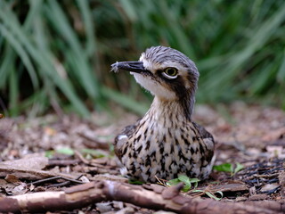 Wonderful female Bush Stone-Curlew.