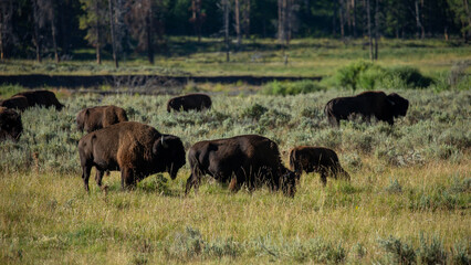 american bison in yellowstone national park