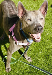 Bully Mix Dog in Pink Harness