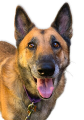 German Shepherd Smiling on White Background