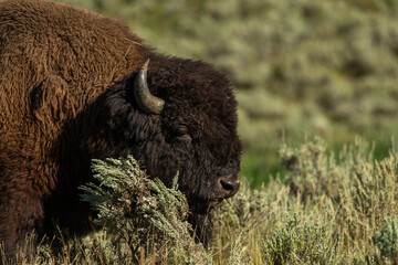 american bison in yellowstone national park