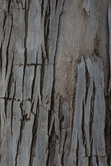 Obraz premium bark of a tree close up 