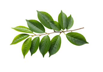 Fototapeta premium Green Leaves on a Branch isolated on transparent baackground