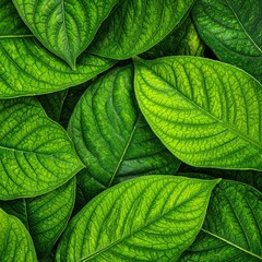 Fototapeta premium A lush backdrop of vibrant green leaves, showcasing various shades and textures, creating a serene and refreshing natural atmosphere.