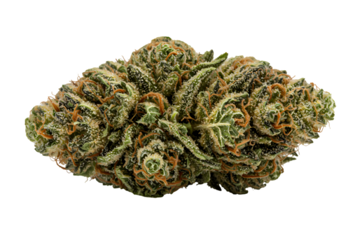 CloseUp of Cannabis Flowers A Detailed View of Dried Marijuana Buds isolated on transparent baackground