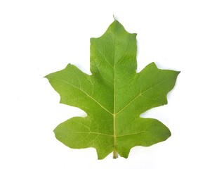 Green leaf isolated on white background, Botanical photography for creative design 