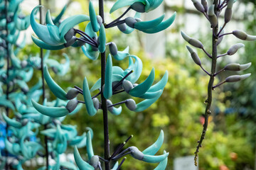 The Strongylodon macrobotrys emerald turquoise Jade Vine inside a greenhouse in Hiroshima in Japan. Tropical ornamental plant with greenish-blue claw-shaped flowers in a a tropical environment.