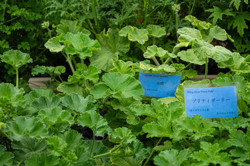 The fresh green leaves of the Geranium plants of Pelargoniums flowers with blue plant labels inside a greenhouse in Hiroshima Botanical Gardens with natural light at daytime in Japan.