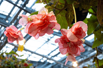 Close up of colourful blooming Tuberous begonias flowers inside a greenhouse in a Japanese garden at daytime with daylight in Hiroshima in Japan.