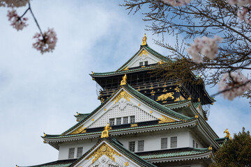 The building exterior of the beautiful acient Osaka Castle framed by pink flowers of cherry trees outdoor at daytime during spring in sakura season in Osaka in Japan.