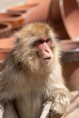Japanese maqaque or snow monkey with pinkish face and brown or greyish hair outdoor at daytime in the Jigokudani Monkey Park in Yamanouchi Nagano Prefecture in the wilderness of Japan.