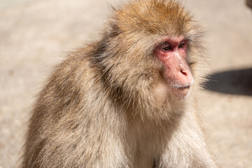 Japanese maqaque or snow monkey with pinkish face and brown or greyish hair outdoor at daytime in the Jigokudani Monkey Park in Yamanouchi Nagano Prefecture in the wilderness of Japan.