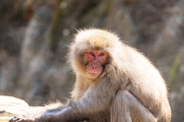 Japanese maqaque or snow monkey with pinkish face and brown or greyish hair outdoor at daytime in the Jigokudani Monkey Park in Yamanouchi Nagano Prefecture in the wilderness of Japan.
