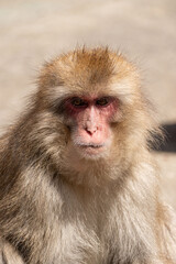 Japanese maqaque or snow monkey with pinkish face and brown or greyish hair outdoor at daytime in the Jigokudani Monkey Park in Yamanouchi Nagano Prefecture in the wilderness of Japan.