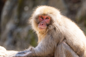 Japanese maqaque or snow monkey with pinkish face and brown or greyish hair outdoor at daytime in the Jigokudani Monkey Park in Yamanouchi Nagano Prefecture in the wilderness of Japan.
