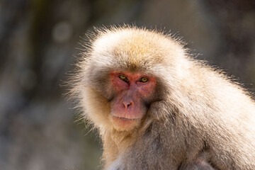 Japanese maqaque or snow monkey with pinkish face and brown or greyish hair outdoor at daytime in the Jigokudani Monkey Park in Yamanouchi Nagano Prefecture in the wilderness of Japan.