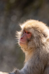 Japanese maqaque or snow monkey with pinkish face and brown or greyish hair outdoor at daytime in the Jigokudani Monkey Park in Yamanouchi Nagano Prefecture in the wilderness of Japan.