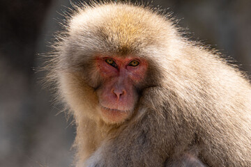 Japanese maqaque or snow monkey with pinkish face and brown or greyish hair outdoor at daytime in the Jigokudani Monkey Park in Yamanouchi Nagano Prefecture in the wilderness of Japan.