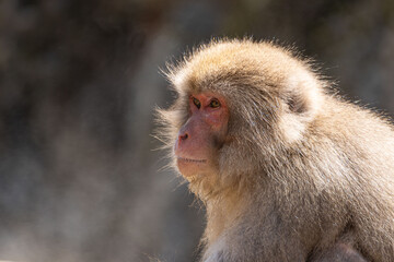 Japanese maqaque or snow monkey with pinkish face and brown or greyish hair outdoor at daytime in the Jigokudani Monkey Park in Yamanouchi Nagano Prefecture in the wilderness of Japan.