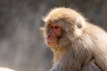 Japanese maqaque or snow monkey with pinkish face and brown or greyish hair outdoor at daytime in the Jigokudani Monkey Park in Yamanouchi Nagano Prefecture in the wilderness of Japan.
