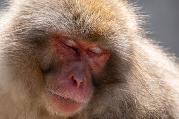 Japanese maqaque or snow monkey with pinkish face and brown or greyish hair outdoor at daytime in the Jigokudani Monkey Park in Yamanouchi Nagano Prefecture in the wilderness of Japan.
