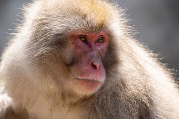 Obraz premium Japanese maqaque or snow monkey with pinkish face and brown or greyish hair outdoor at daytime in the Jigokudani Monkey Park in Yamanouchi Nagano Prefecture in the wilderness of Japan.