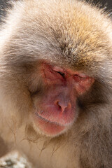 Japanese maqaque or snow monkey with pinkish face and brown or greyish hair outdoor at daytime in the Jigokudani Monkey Park in Yamanouchi Nagano Prefecture in the wilderness of Japan.