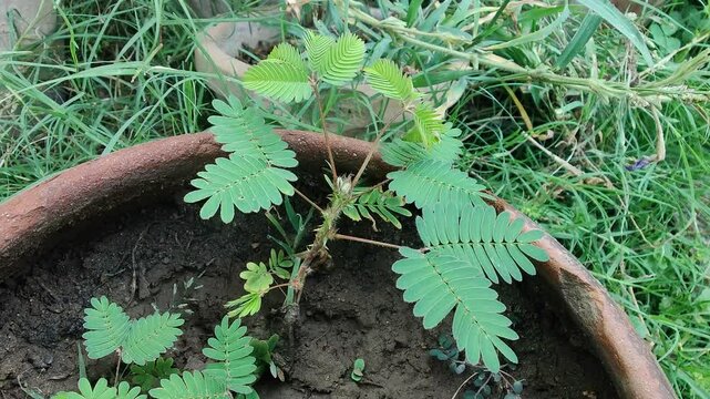 Mimosa pudica, sensitive plant or the Touch Me Not plant