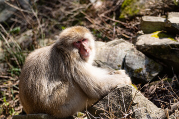 Obraz premium Japanese maqaque or snow monkey with pinkish face and brown or greyish hair outdoor at daytime in the Jigokudani Monkey Park in Yamanouchi Nagano Prefecture in the wilderness of Japan.