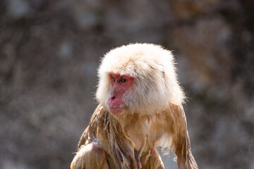 Japanese maqaque or snow monkey with pinkish face and brown or greyish hair outdoor at daytime in the Jigokudani Monkey Park in Yamanouchi Nagano Prefecture in the wilderness of Japan.