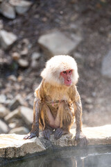 Japanese maqaque or snow monkey with pinkish face and brown or greyish hair outdoor at daytime in the Jigokudani Monkey Park in Yamanouchi Nagano Prefecture in the wilderness of Japan.